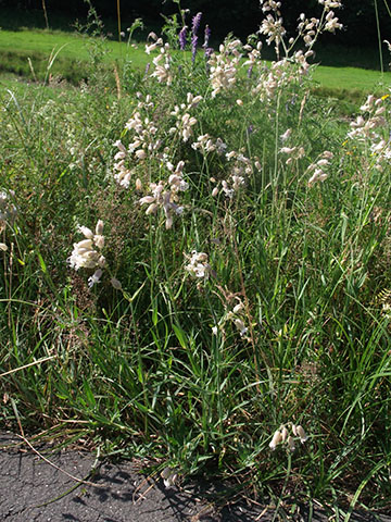 A gemeines Leimkraut