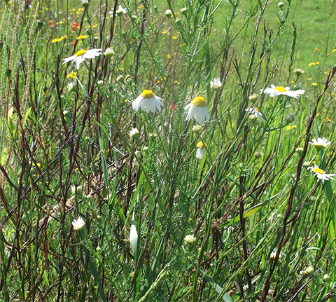 A geruchlose Kamille