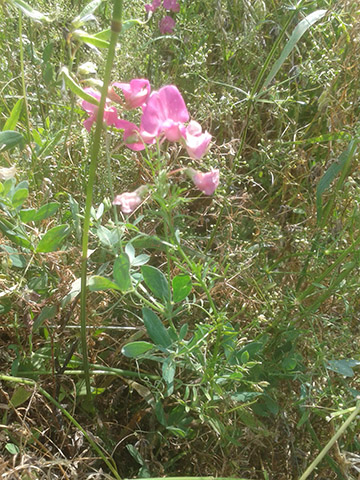 Knollen - Blatterbse